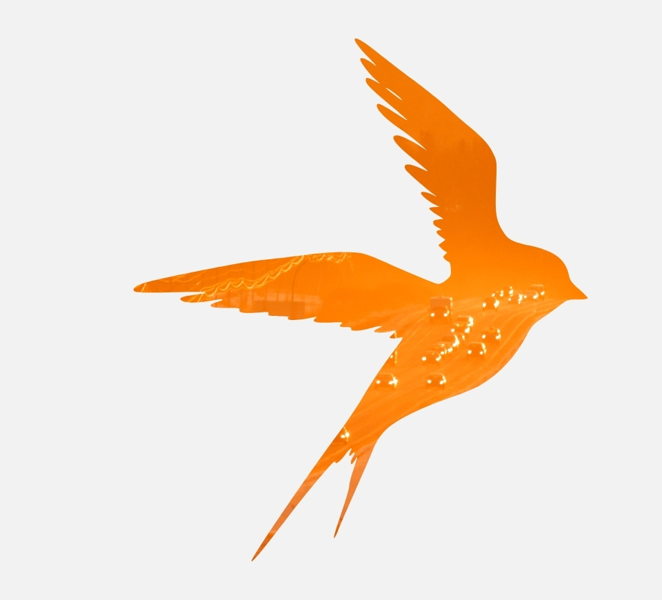 pomarańczowy ptak